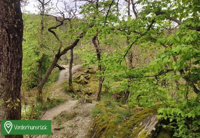 Vorderhunsrück Wald im Vorderhunsrück